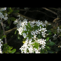 Choisya Ternata (fam. Rutacees) (Amerique du Nord, Mexique) (3)